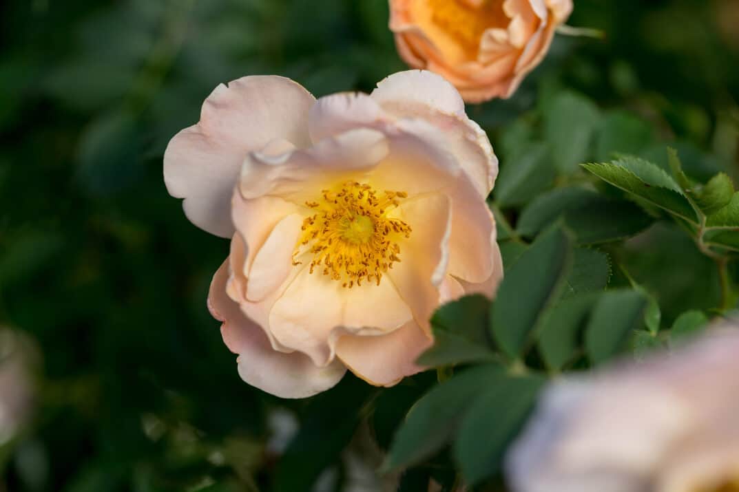 Above and Beyond™ Rose Plant Guide